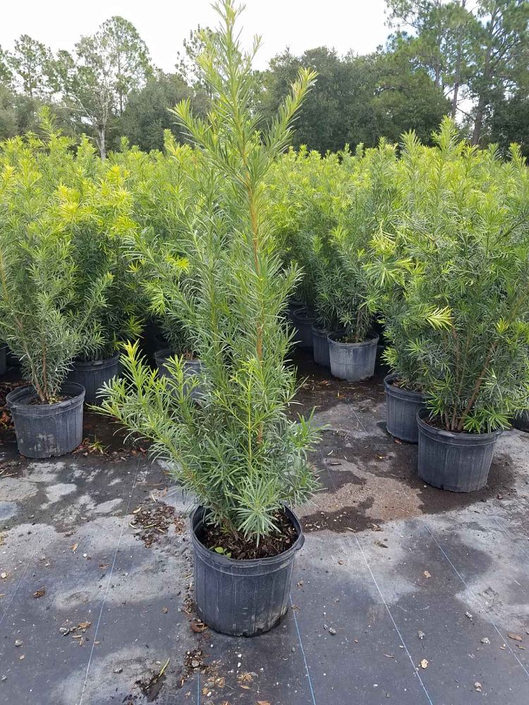podocarpus-macrophyllus-maki-japanese-yew