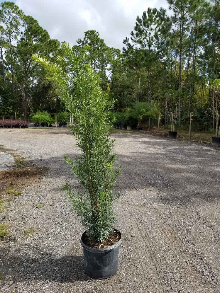podocarpus-macrophyllus-maki-japanese-yew