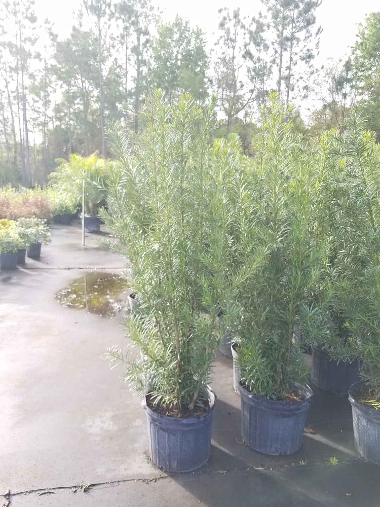 podocarpus-macrophyllus-maki-japanese-yew