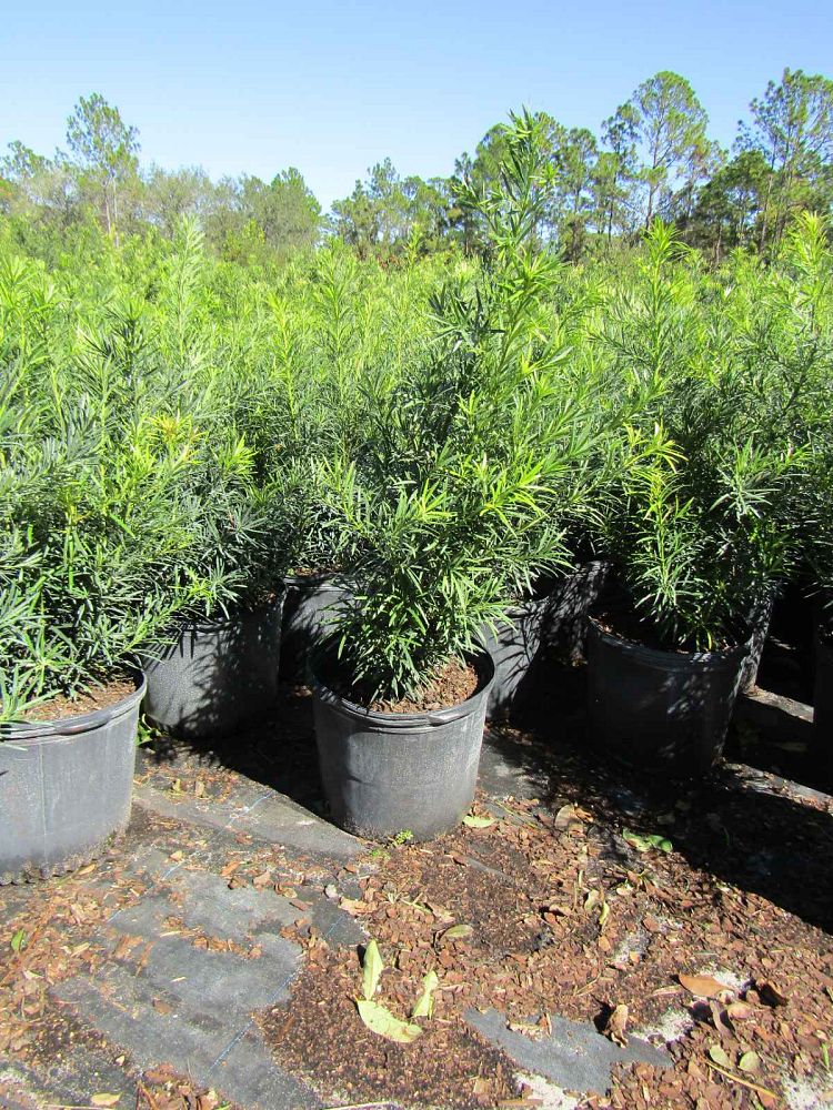 podocarpus-macrophyllus-maki-japanese-yew