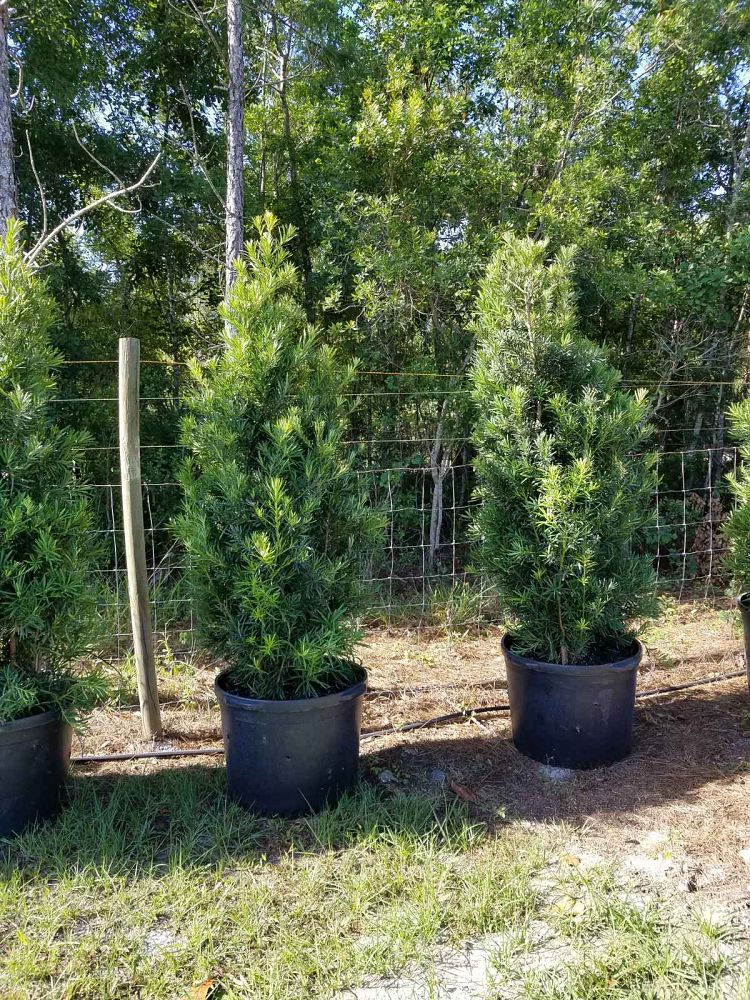 podocarpus-macrophyllus-maki-japanese-yew