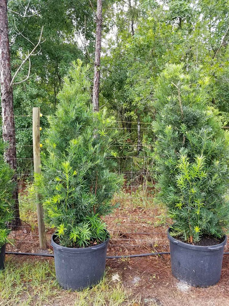 podocarpus-macrophyllus-maki-japanese-yew