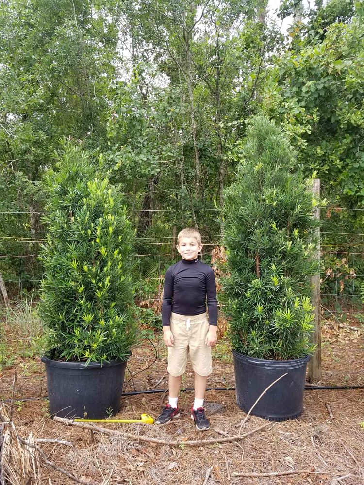 podocarpus-macrophyllus-maki-japanese-yew