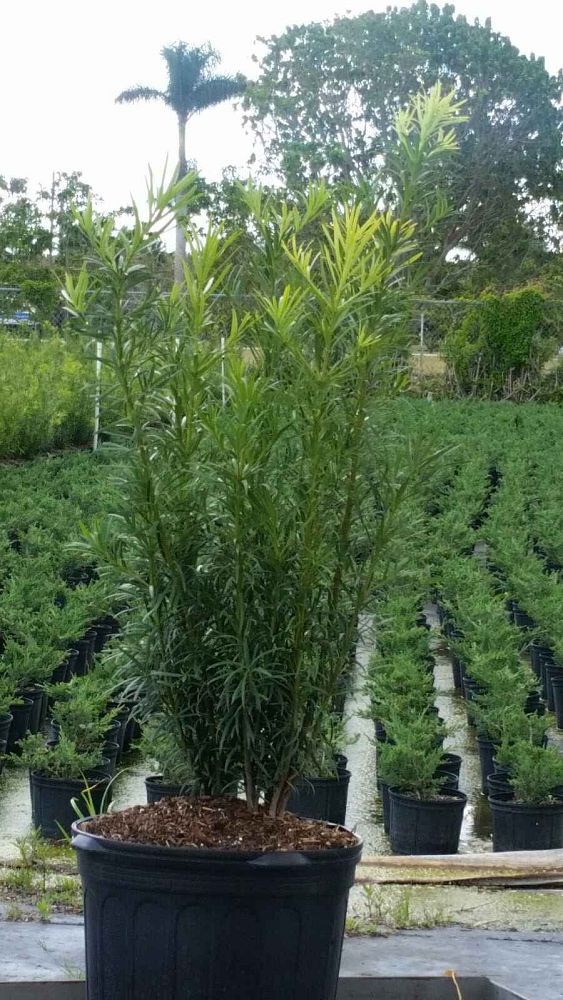 podocarpus-macrophyllus-maki-japanese-yew
