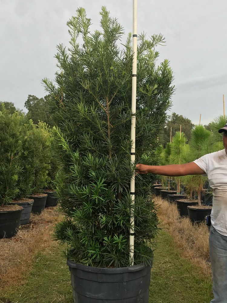podocarpus-macrophyllus-maki-japanese-yew