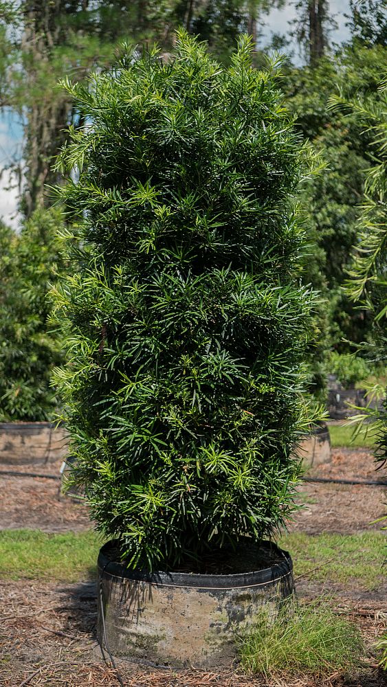 podocarpus-macrophyllus-maki-japanese-yew