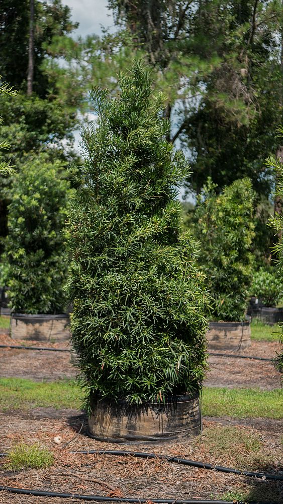 podocarpus-macrophyllus-maki-japanese-yew