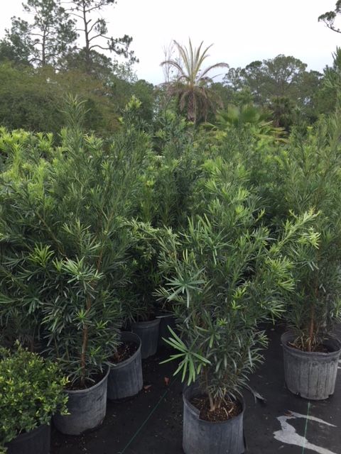 podocarpus-macrophyllus-maki-japanese-yew