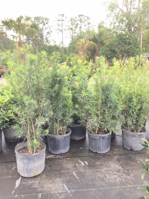 podocarpus-macrophyllus-maki-japanese-yew