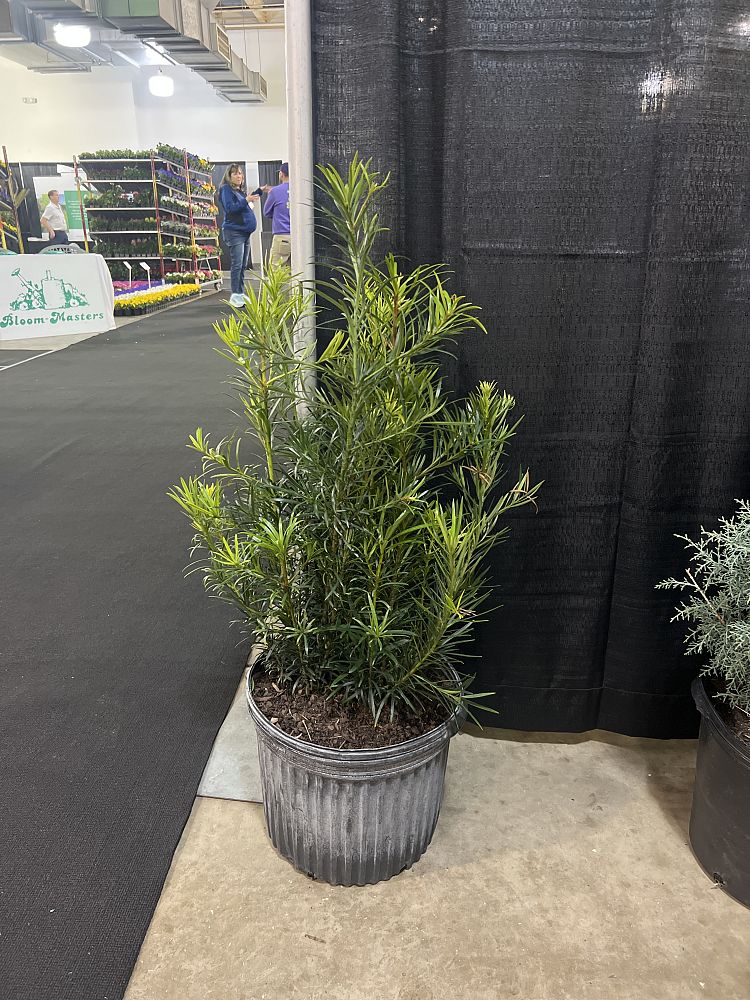 podocarpus-macrophyllus-maki-japanese-yew