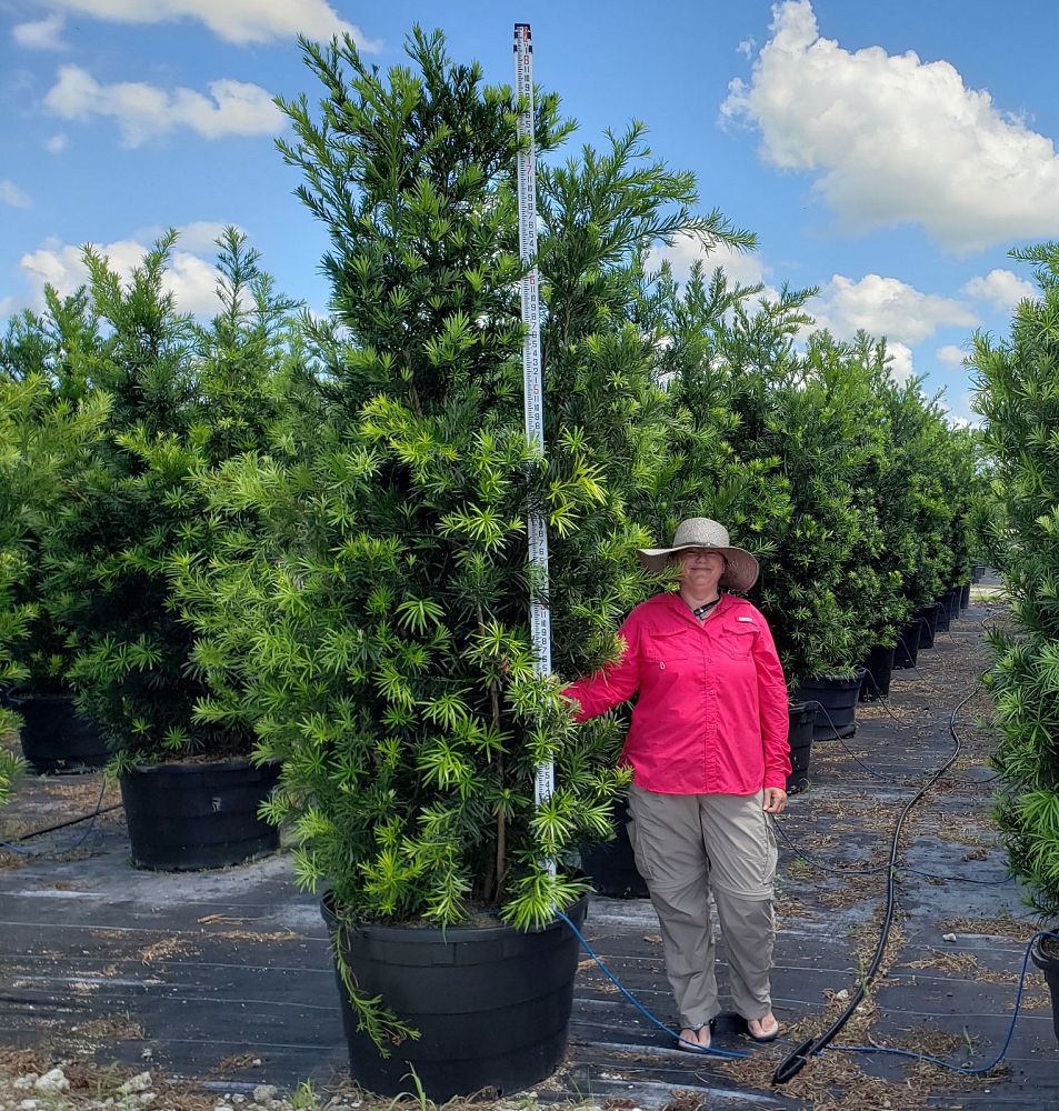 podocarpus-macrophyllus-maki-japanese-yew