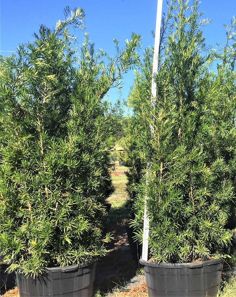 podocarpus-macrophyllus-maki-japanese-yew
