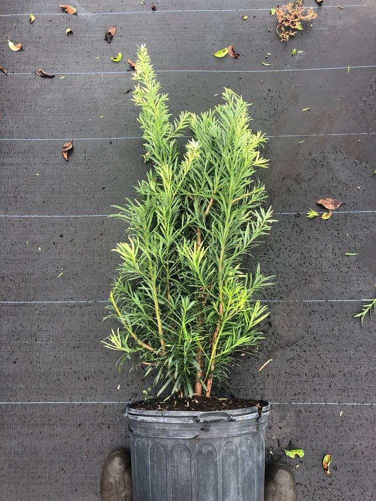 podocarpus-macrophyllus-maki-japanese-yew
