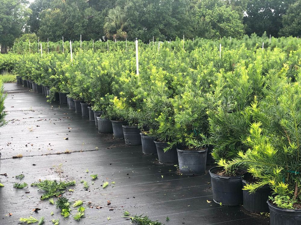 podocarpus-macrophyllus-maki-japanese-yew