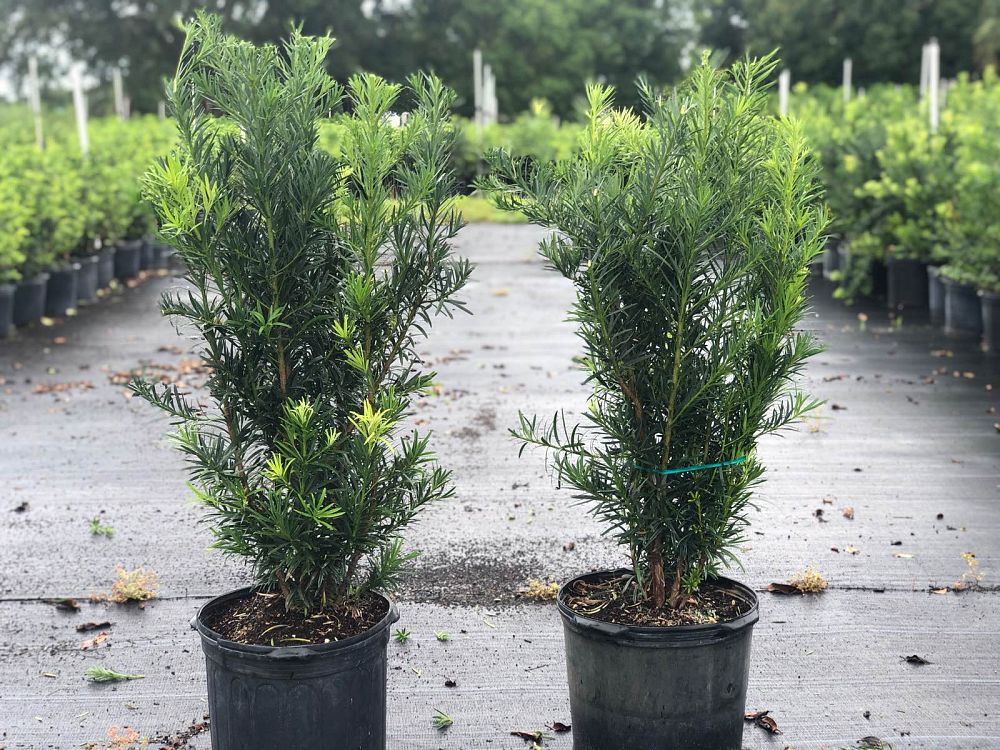podocarpus-macrophyllus-maki-japanese-yew