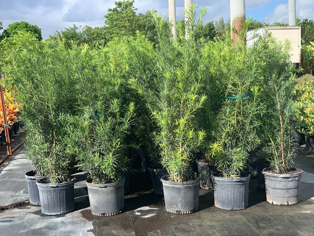 podocarpus-macrophyllus-maki-japanese-yew
