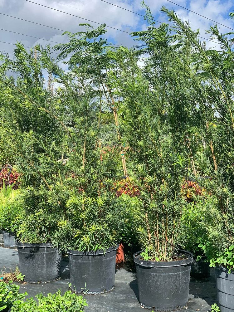 podocarpus-macrophyllus-maki-japanese-yew