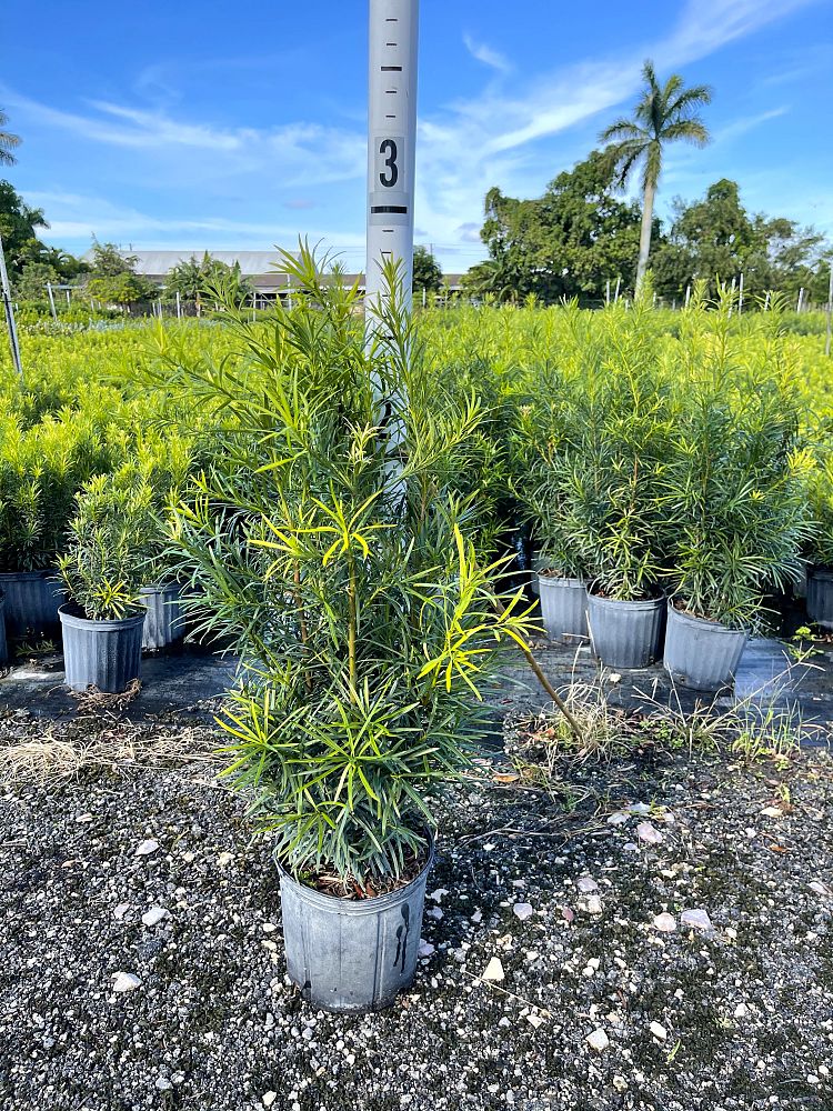 podocarpus-macrophyllus-maki-japanese-yew