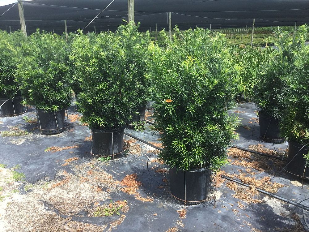 podocarpus-macrophyllus-maki-japanese-yew