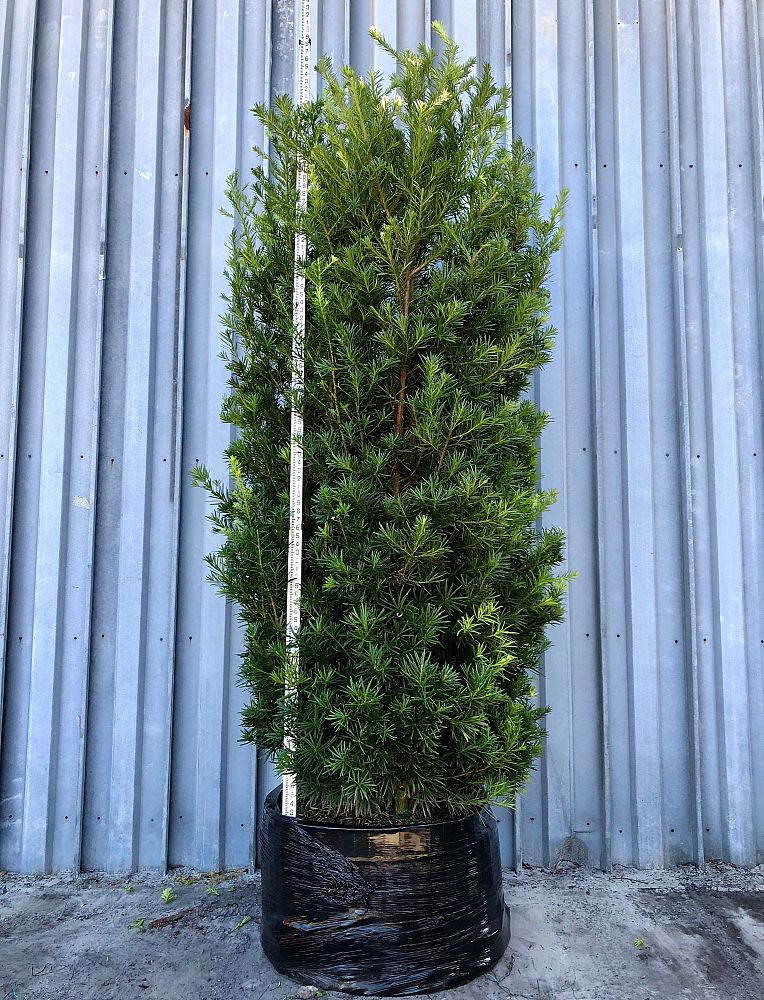 podocarpus-macrophyllus-maki-japanese-yew