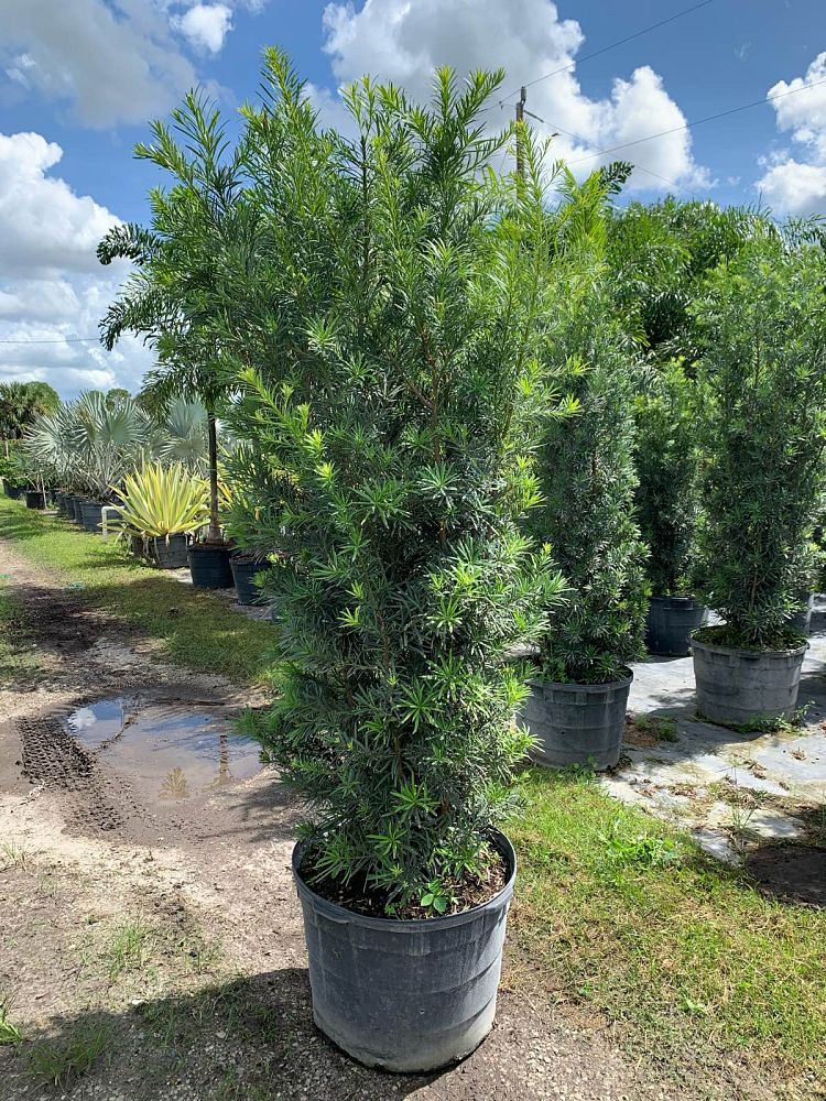 podocarpus-macrophyllus-maki-japanese-yew