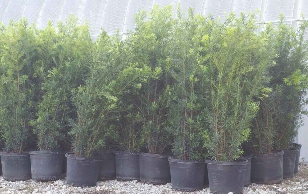 podocarpus-macrophyllus-maki-japanese-yew