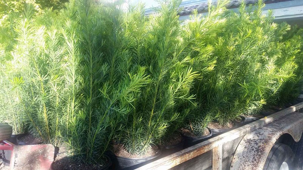 podocarpus-macrophyllus-maki-japanese-yew