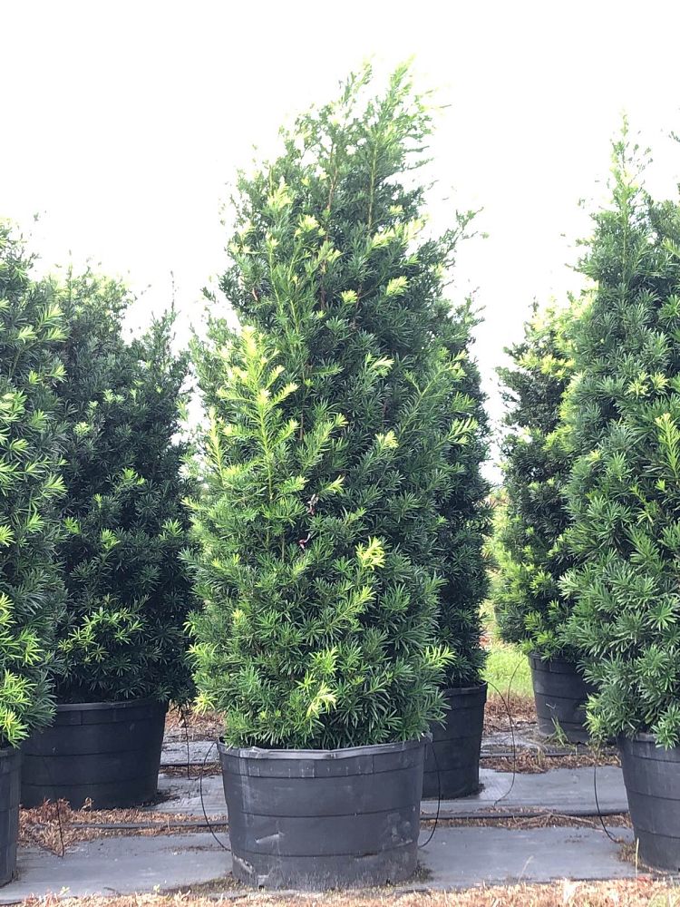 podocarpus-macrophyllus-maki-japanese-yew