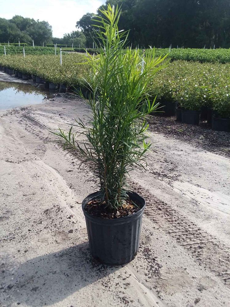 podocarpus-macrophyllus-maki-japanese-yew