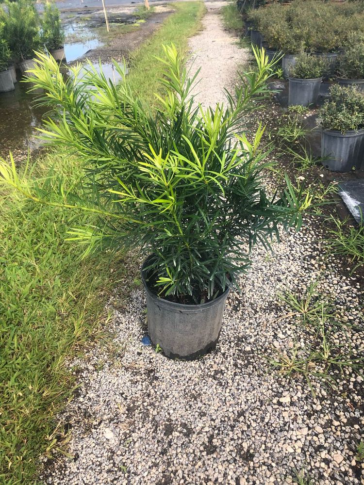podocarpus-macrophyllus-maki-japanese-yew