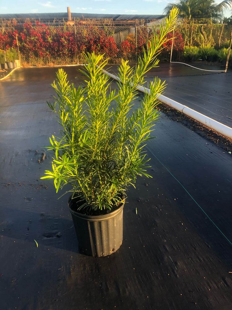 podocarpus-macrophyllus-maki-japanese-yew