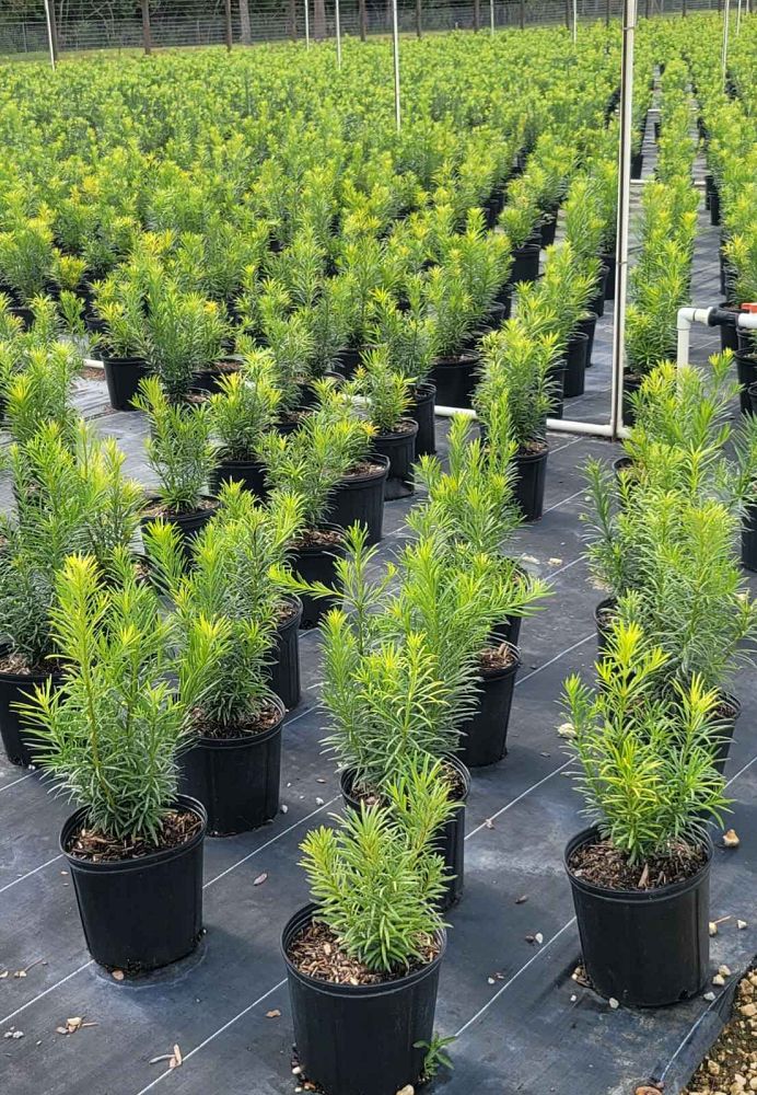 podocarpus-macrophyllus-maki-japanese-yew