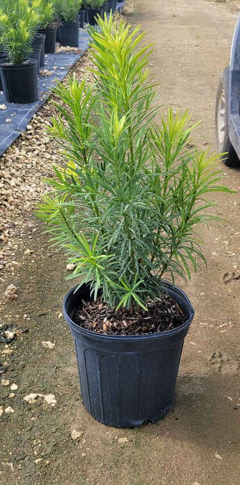 podocarpus-macrophyllus-maki-japanese-yew