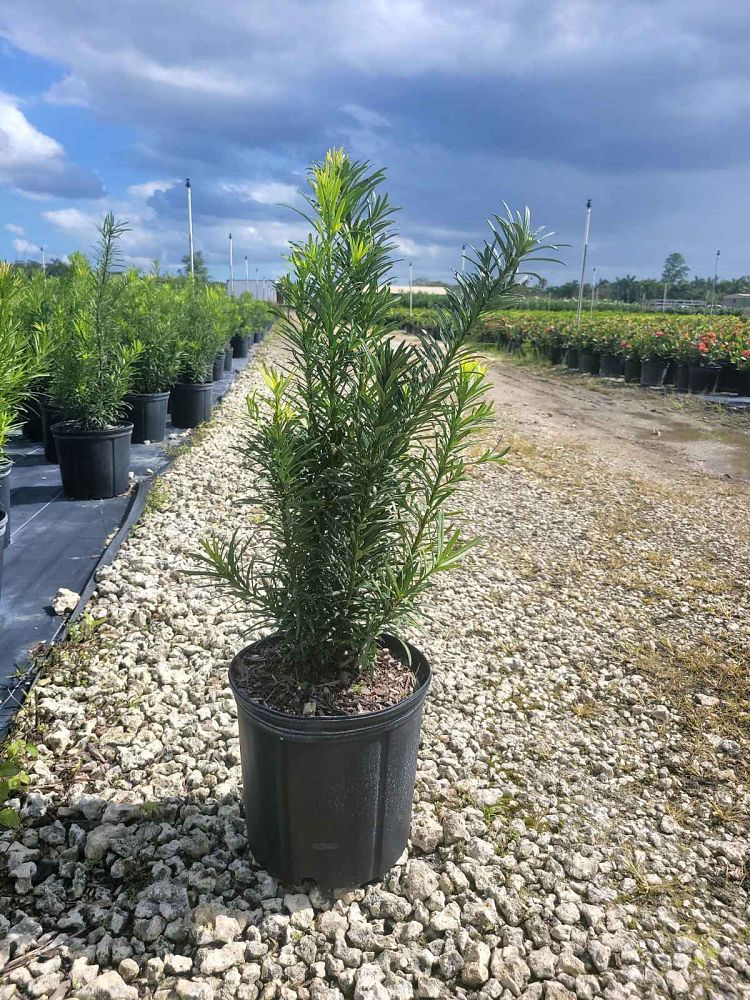podocarpus-macrophyllus-maki-japanese-yew
