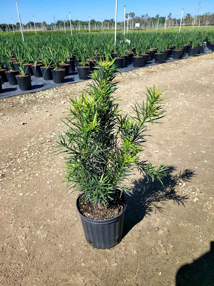 podocarpus-macrophyllus-maki-japanese-yew