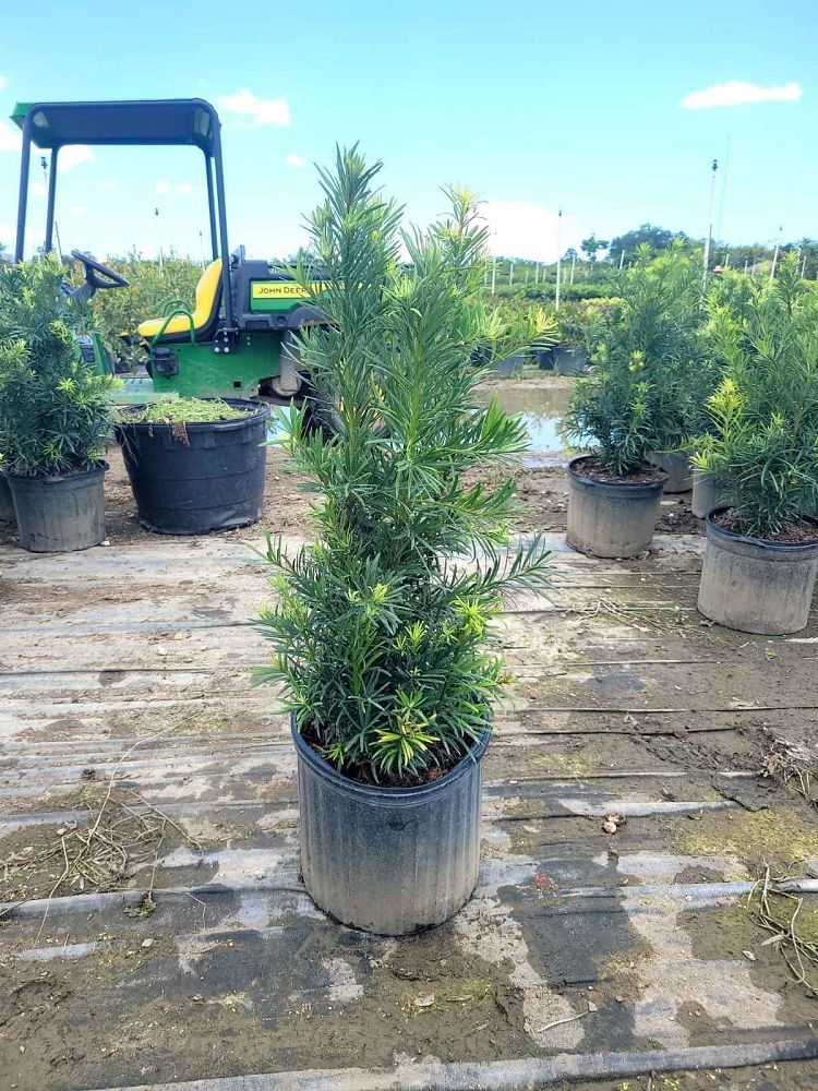 podocarpus-macrophyllus-maki-japanese-yew