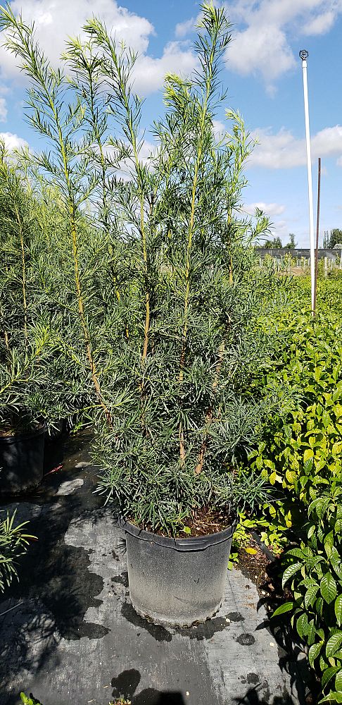 podocarpus-macrophyllus-maki-japanese-yew