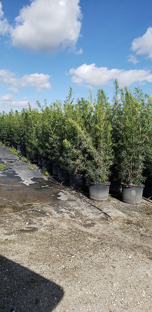 podocarpus-macrophyllus-maki-japanese-yew