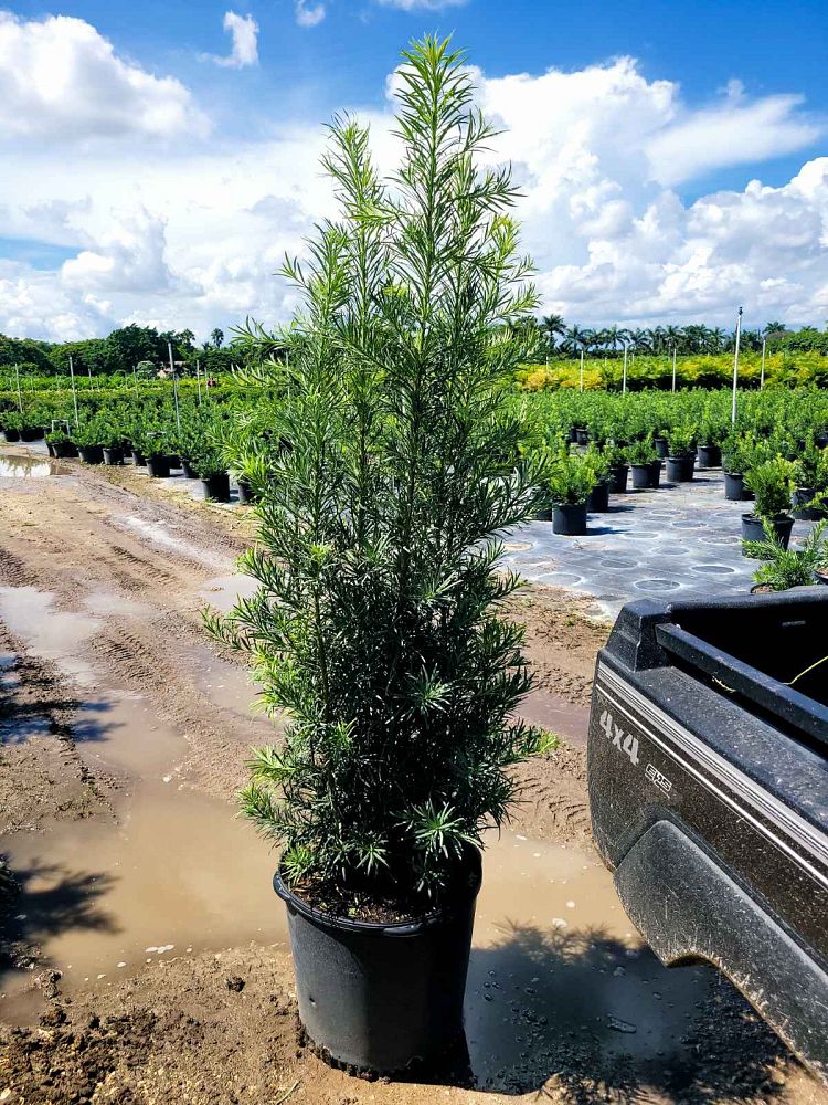 podocarpus-macrophyllus-maki-japanese-yew