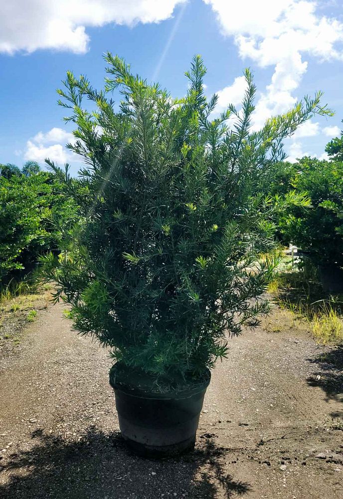 podocarpus-macrophyllus-maki-japanese-yew