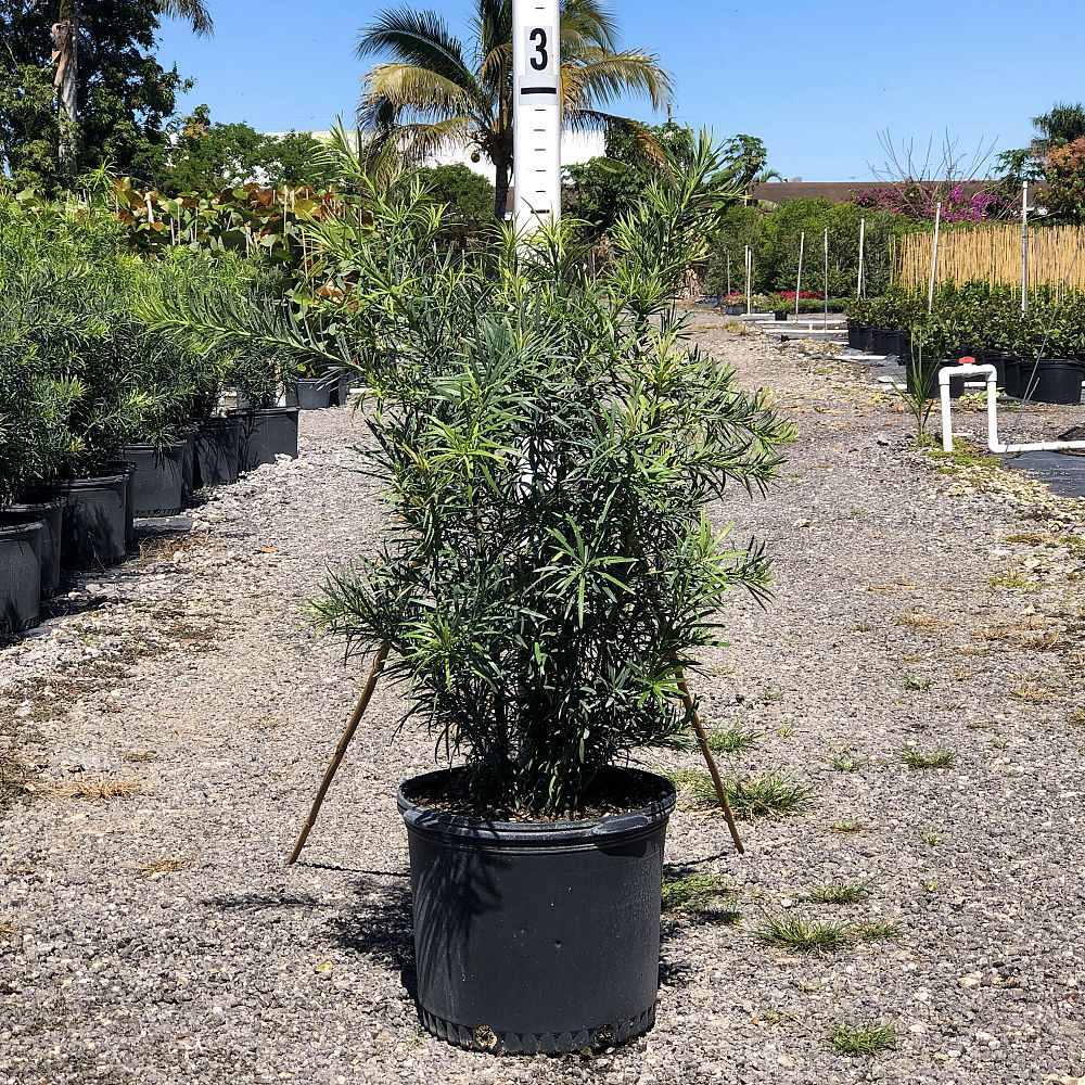 podocarpus-macrophyllus-maki-japanese-yew