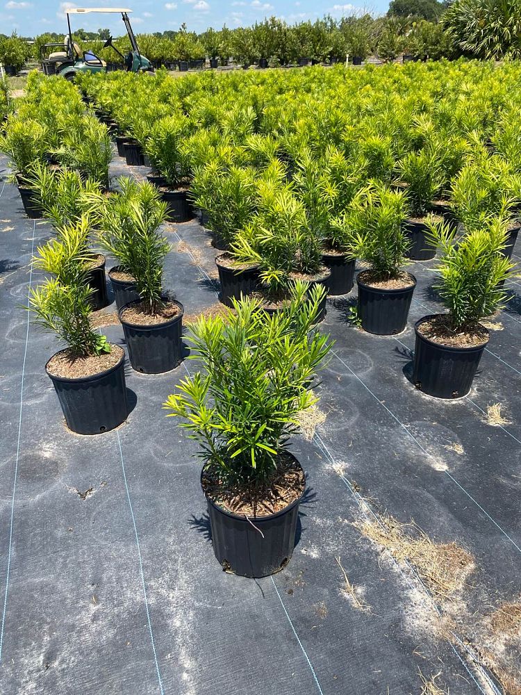 podocarpus-macrophyllus-maki-japanese-yew