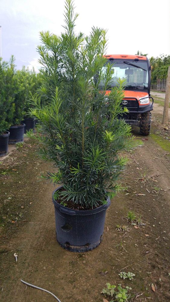 podocarpus-macrophyllus-maki-japanese-yew
