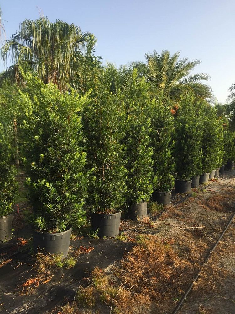 podocarpus-macrophyllus-maki-japanese-yew