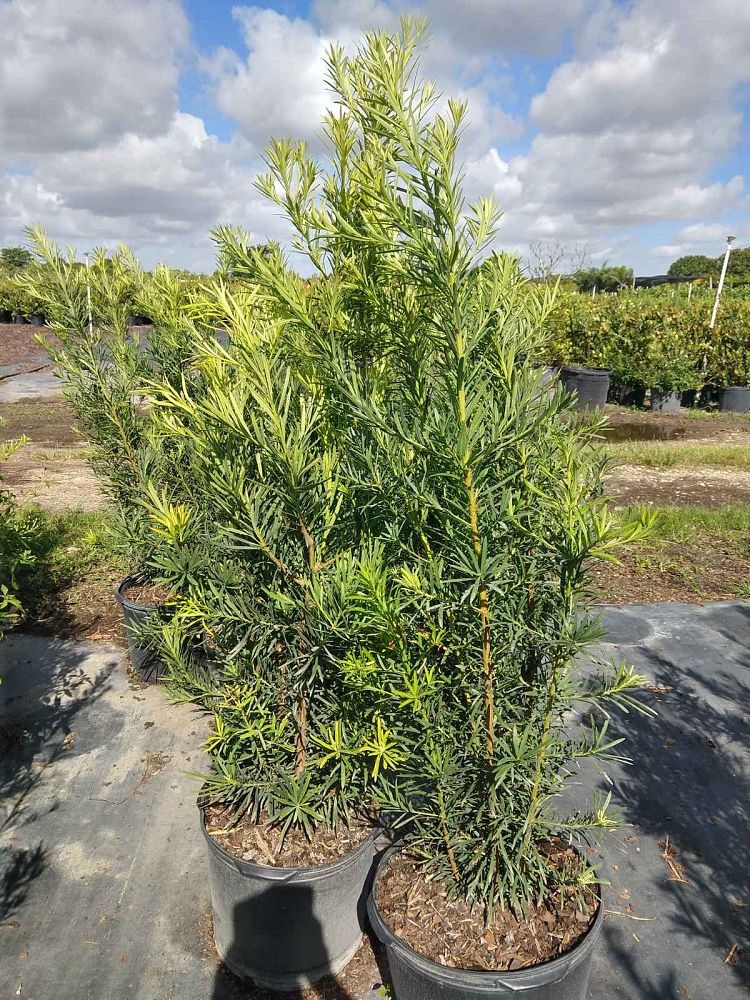 podocarpus-macrophyllus-maki-japanese-yew