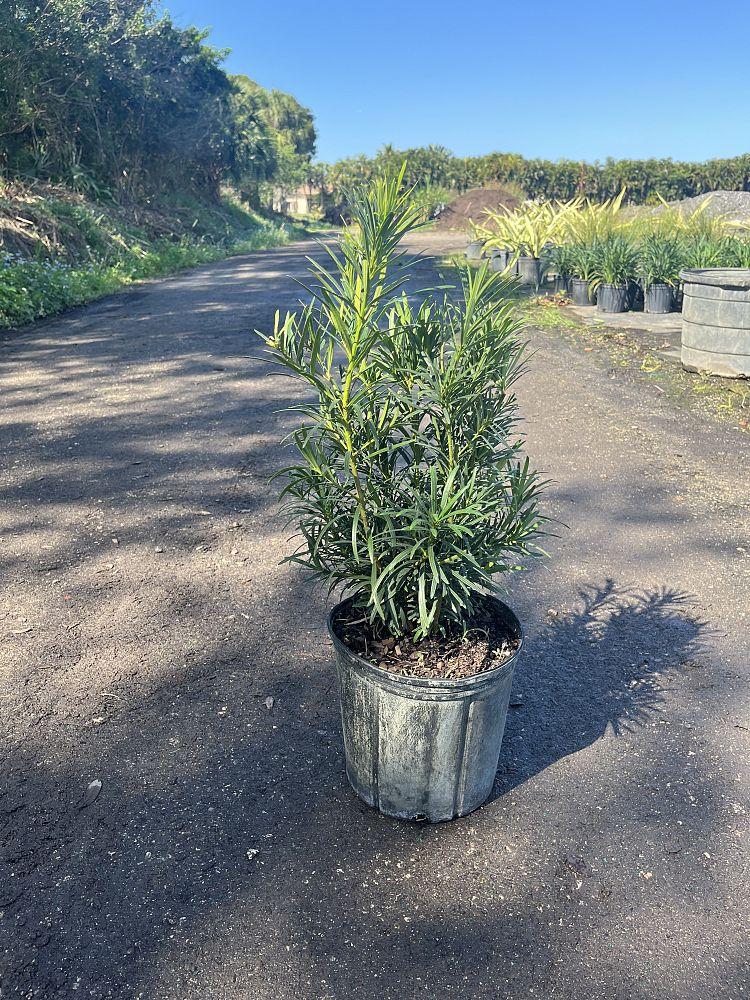 podocarpus-macrophyllus-maki-japanese-yew