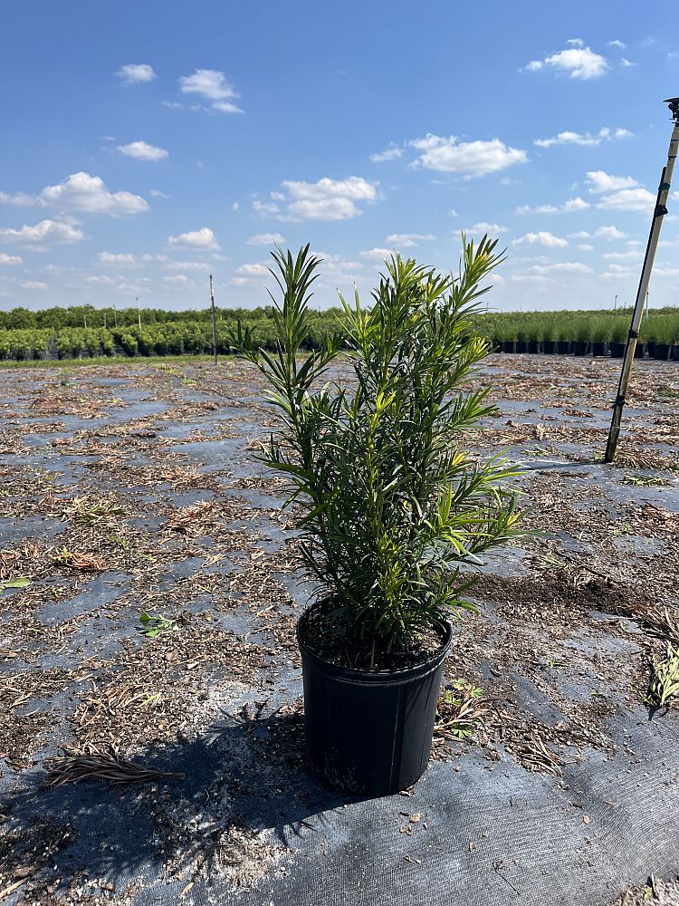 podocarpus-macrophyllus-maki-japanese-yew