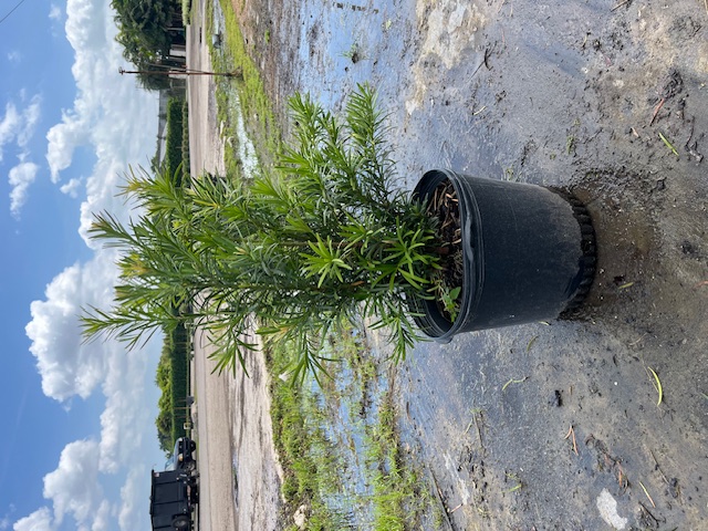 podocarpus-macrophyllus-maki-japanese-yew