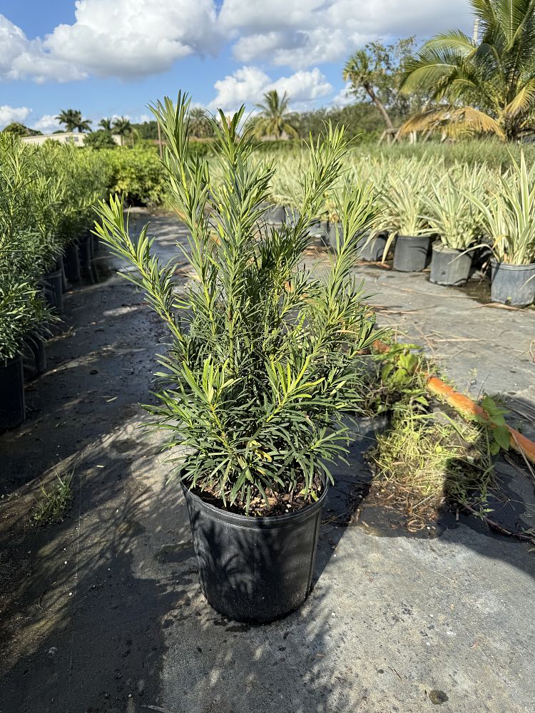 podocarpus-macrophyllus-maki-japanese-yew