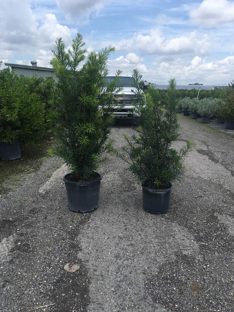 podocarpus-macrophyllus-maki-japanese-yew
